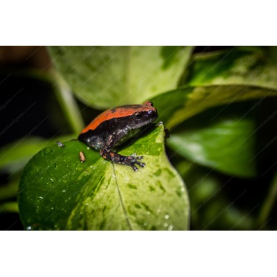 Rana roja y negra - Phrynomerus microps